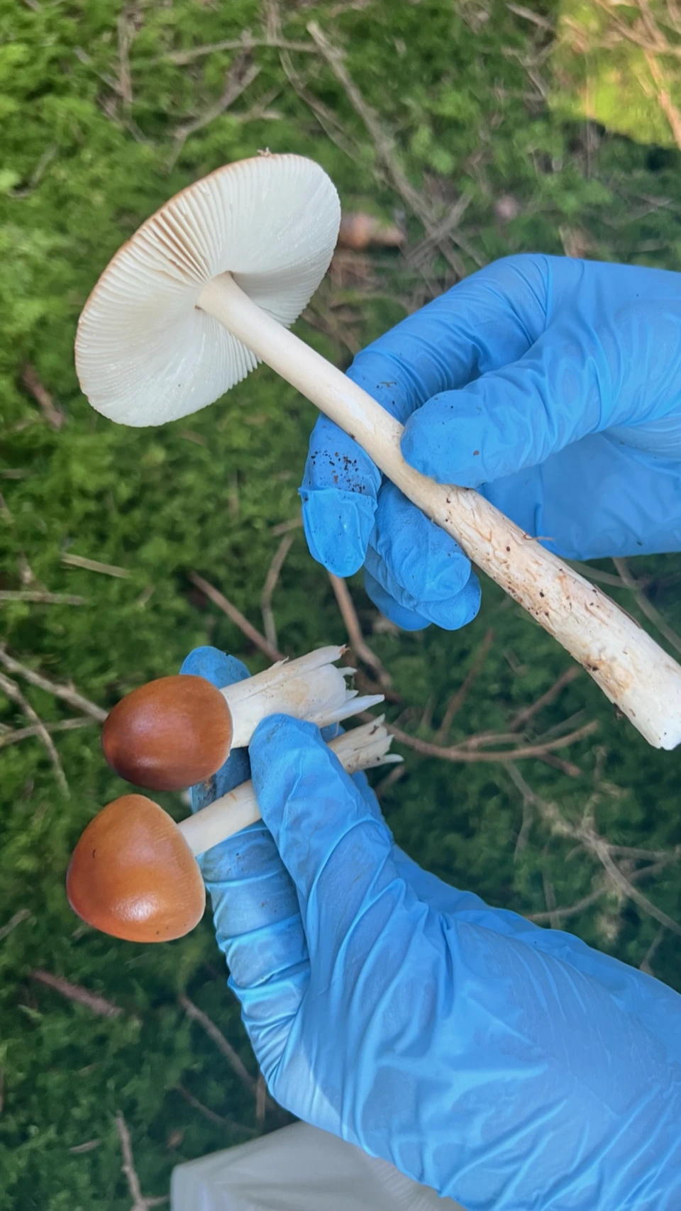 Rotbrauner Scheidenstreifling