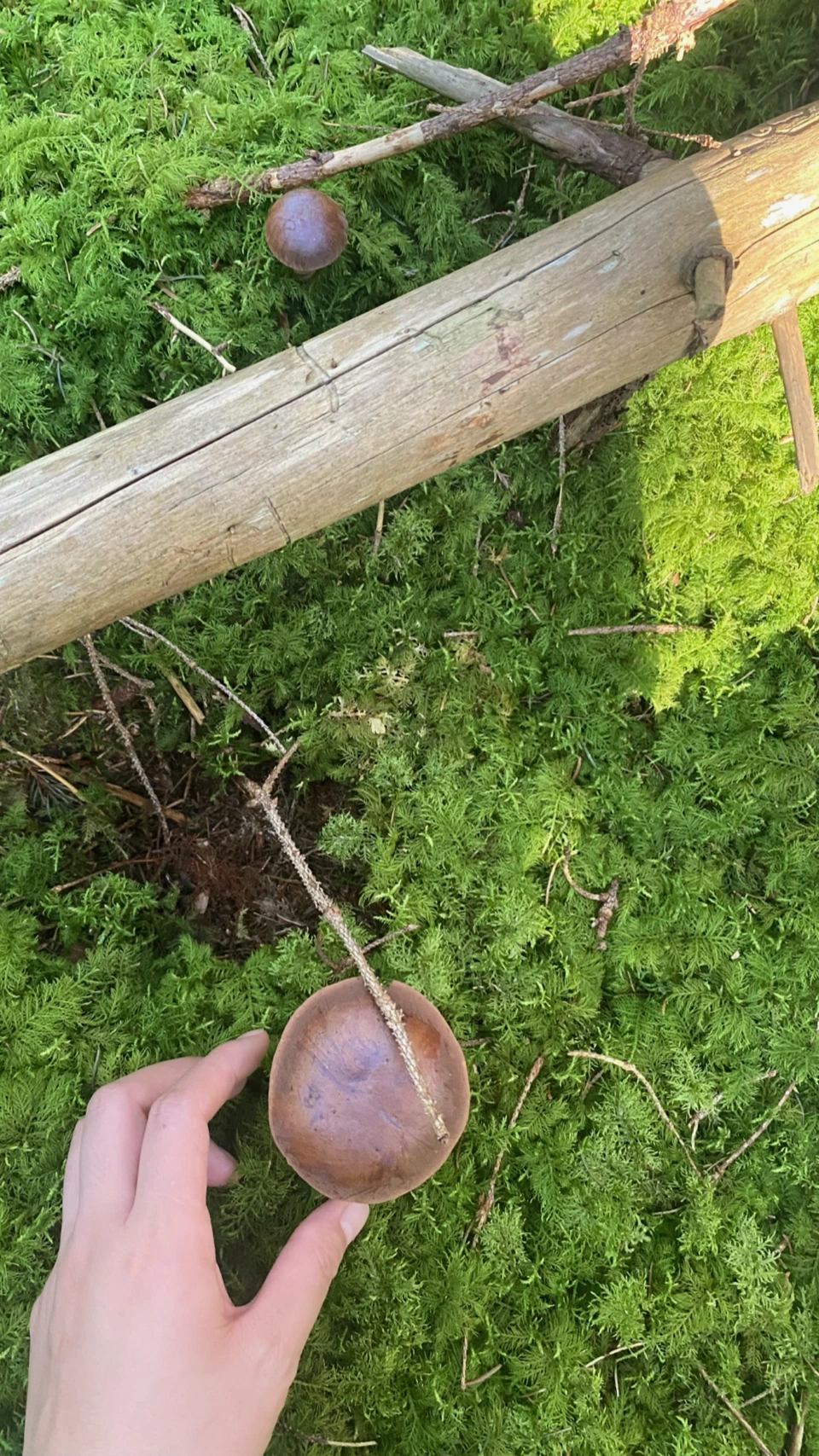 Suillus granulatus